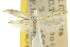  ( - 10ANIC-02874)  @11 [ ] CreativeCommons - Attribution (2010) CBG Photography Group Centre for Biodiversity Genomics