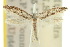  ( - 10ANIC-02887)  @11 [ ] CreativeCommons - Attribution (2010) CBG Photography Group Centre for Biodiversity Genomics