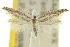  (Zelleria memorella - 10ANIC-02888)  @11 [ ] CreativeCommons - Attribution (2010) CBG Photography Group Centre for Biodiversity Genomics