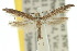  ( - 10ANIC-02896)  @11 [ ] CreativeCommons - Attribution (2010) CBG Photography Group Centre for Biodiversity Genomics
