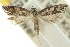  (Zelleria cyanoleuca PS1 - 10ANIC-02898)  @13 [ ] CreativeCommons - Attribution (2010) CBG Photography Group Centre for Biodiversity Genomics