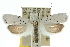  ( - 10ANIC-02908)  @14 [ ] CreativeCommons - Attribution (2010) CBG Photography Group Centre for Biodiversity Genomics