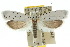  ( - 10ANIC-02909)  @14 [ ] CreativeCommons - Attribution (2010) CBG Photography Group Centre for Biodiversity Genomics