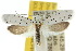  ( - 10ANIC-02910)  @14 [ ] CreativeCommons - Attribution (2010) CBG Photography Group Centre for Biodiversity Genomics