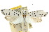  ( - 10ANIC-02911)  @15 [ ] CreativeCommons - Attribution (2010) CBG Photography Group Centre for Biodiversity Genomics