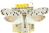  ( - 10ANIC-02912)  @15 [ ] CreativeCommons - Attribution (2010) CBG Photography Group Centre for Biodiversity Genomics