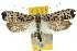  ( - 10ANIC-02915)  @14 [ ] CreativeCommons - Attribution (2010) CBG Photography Group Centre for Biodiversity Genomics