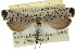  ( - 10ANIC-02917)  @11 [ ] CreativeCommons - Attribution (2010) CBG Photography Group Centre for Biodiversity Genomics