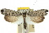  ( - 10ANIC-02918)  @13 [ ] CreativeCommons - Attribution (2010) CBG Photography Group Centre for Biodiversity Genomics