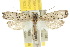  ( - 10ANIC-02919)  @14 [ ] CreativeCommons - Attribution (2010) CBG Photography Group Centre for Biodiversity Genomics
