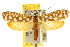  ( - 10ANIC-02926)  @14 [ ] CreativeCommons - Attribution (2010) CBG Photography Group Centre for Biodiversity Genomics