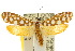  ( - 10ANIC-02927)  @14 [ ] CreativeCommons - Attribution (2010) CBG Photography Group Centre for Biodiversity Genomics