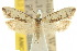  ( - 10ANIC-02935)  @11 [ ] CreativeCommons - Attribution (2010) CBG Photography Group Centre for Biodiversity Genomics
