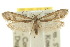  ( - 10ANIC-02942)  @11 [ ] CreativeCommons - Attribution (2010) CBG Photography Group Centre for Biodiversity Genomics
