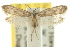  ( - 10ANIC-02943)  @11 [ ] CreativeCommons - Attribution (2010) CBG Photography Group Centre for Biodiversity Genomics