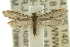  ( - 10ANIC-02945)  @15 [ ] CreativeCommons - Attribution (2010) CBG Photography Group Centre for Biodiversity Genomics