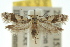  ( - 10ANIC-02946)  @14 [ ] CreativeCommons - Attribution (2010) CBG Photography Group Centre for Biodiversity Genomics