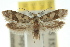  ( - 10ANIC-02947)  @14 [ ] CreativeCommons - Attribution (2010) CBG Photography Group Centre for Biodiversity Genomics