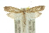  ( - 10ANIC-02974)  @11 [ ] CreativeCommons - Attribution (2010) CBG Photography Group Centre for Biodiversity Genomics