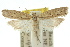  ( - 10ANIC-02975)  @11 [ ] CreativeCommons - Attribution (2010) CBG Photography Group Centre for Biodiversity Genomics