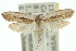  ( - 10ANIC-02981)  @15 [ ] CreativeCommons - Attribution (2010) CBG Photography Group Centre for Biodiversity Genomics