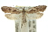  ( - 10ANIC-02990)  @11 [ ] CreativeCommons - Attribution (2010) CBG Photography Group Centre for Biodiversity Genomics