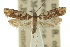  ( - 10ANIC-02992)  @11 [ ] CreativeCommons - Attribution (2010) CBG Photography Group Centre for Biodiversity Genomics