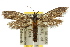 ( - 10ANIC-02998)  @15 [ ] CreativeCommons - Attribution (2010) CBG Photography Group Centre for Biodiversity Genomics