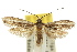  (Tritymba stichogramma - 10ANIC-03006)  @15 [ ] CreativeCommons - Attribution (2010) CBG Photography Group Centre for Biodiversity Genomics