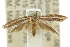  (Tritymba ochrocera - 10ANIC-03014)  @14 [ ] CreativeCommons - Attribution (2010) CBG Photography Group Centre for Biodiversity Genomics