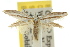  ( - 10ANIC-03017)  @11 [ ] CreativeCommons - Attribution (2010) CBG Photography Group Centre for Biodiversity Genomics