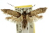  (Tritymba dasybathra - 10ANIC-03019)  @15 [ ] CreativeCommons - Attribution (2010) CBG Photography Group Centre for Biodiversity Genomics