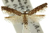  (Gnathifera eurybias - 10ANIC-03031)  @11 [ ] CreativeCommons - Attribution (2010) CBG Photography Group Centre for Biodiversity Genomics