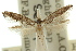  ( - 10ANIC-03032)  @11 [ ] CreativeCommons - Attribution (2010) CBG Photography Group Centre for Biodiversity Genomics