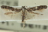  ( - 10ANIC-03039)  @13 [ ] CreativeCommons - Attribution (2010) CBG Photography Group Centre for Biodiversity Genomics