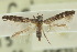  (Paraepermenia - 10ANIC-03040)  @13 [ ] CreativeCommons - Attribution (2010) CBG Photography Group Centre for Biodiversity Genomics