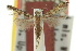  ( - 10ANIC-03048)  @11 [ ] CreativeCommons - Attribution (2010) CBG Photography Group Centre for Biodiversity Genomics