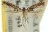  (Epermenia1 - 10ANIC-03049)  @11 [ ] CreativeCommons - Attribution (2010) CBG Photography Group Centre for Biodiversity Genomics