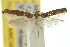  ( - 10ANIC-03059)  @11 [ ] CreativeCommons - Attribution (2010) CBG Photography Group Centre for Biodiversity Genomics