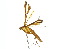  ( - 10ANIC-03166)  @11 [ ] CreativeCommons - Attribution (2010) CBG Photography Group Centre for Biodiversity Genomics