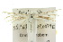  ( - 10ANIC-03207)  @14 [ ] CreativeCommons - Attribution (2010) CBG Photography Group Centre for Biodiversity Genomics