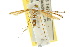  ( - 10ANIC-03219)  @13 [ ] CreativeCommons - Attribution (2010) CBG Photography Group Centre for Biodiversity Genomics