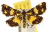  ( - 10ANIC-03222)  @11 [ ] CreativeCommons - Attribution (2010) CBG Photography Group Centre for Biodiversity Genomics
