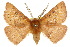  ( - 10ANIC-03241)  @16 [ ] CreativeCommons - Attribution (2010) CBG Photography Group Centre for Biodiversity Genomics