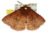  ( - 10ANIC-03242)  @14 [ ] CreativeCommons - Attribution (2010) CBG Photography Group Centre for Biodiversity Genomics