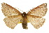  ( - 10ANIC-03244)  @11 [ ] CreativeCommons - Attribution (2010) CBG Photography Group Centre for Biodiversity Genomics