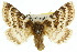  ( - 10ANIC-03265)  @14 [ ] CreativeCommons - Attribution (2010) CBG Photography Group Centre for Biodiversity Genomics