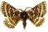  ( - 10ANIC-03267)  @11 [ ] CreativeCommons - Attribution (2010) CBG Photography Group Centre for Biodiversity Genomics