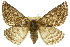  (Anthela euryphrica - 10ANIC-03273)  @15 [ ] CreativeCommons - Attribution (2010) CBG Photography Group Centre for Biodiversity Genomics