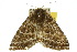  ( - 10ANIC-03274)  @12 [ ] CreativeCommons - Attribution (2010) CBG Photography Group Centre for Biodiversity Genomics